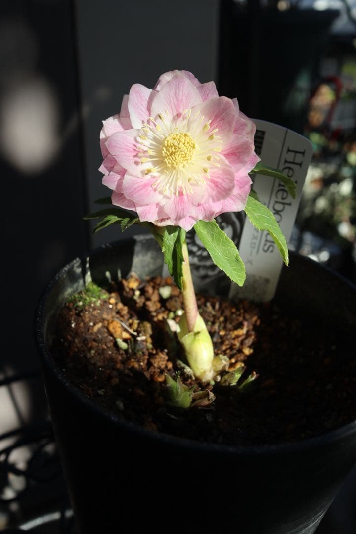 ♡広瀬園芸♡ 淡色ベビーピンク　ソレイユ系