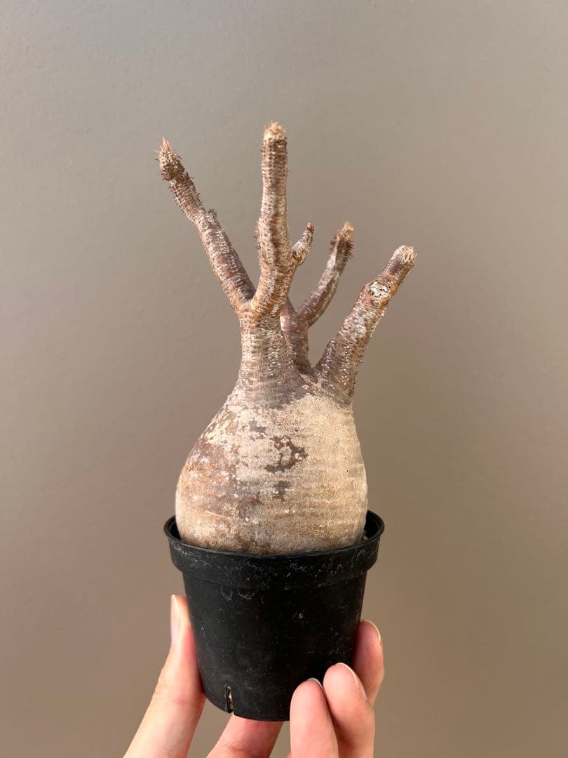 パキポディウム・グラキリス（現地球、発根済み） - メルカリ