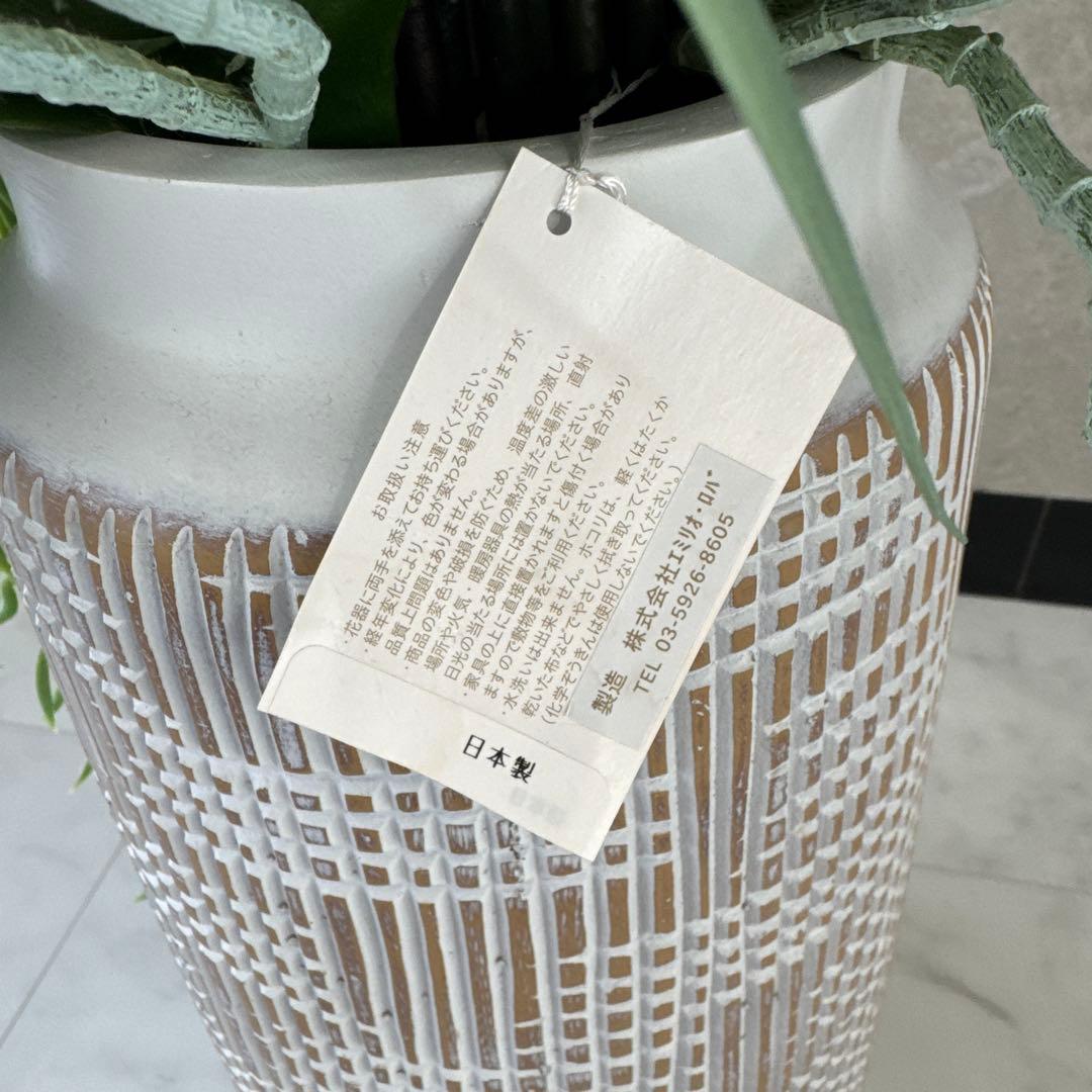 エミリオロバ白胡蝶蘭