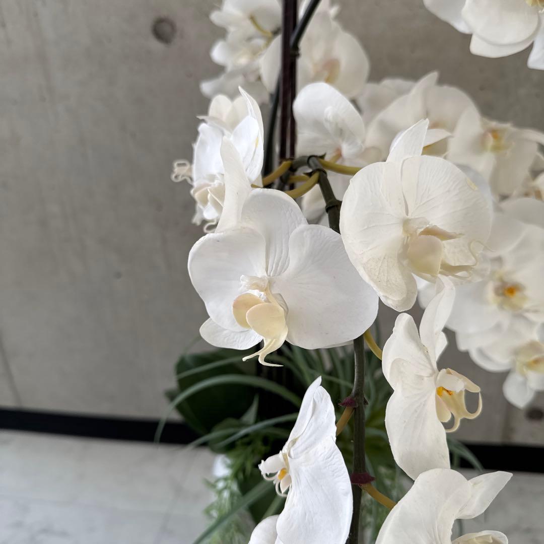 エミリオロバ白胡蝶蘭