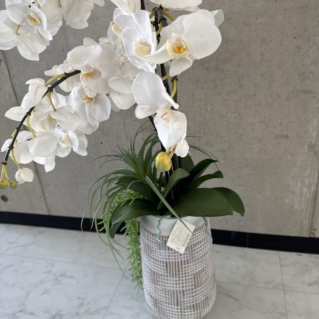 エミリオロバ白胡蝶蘭