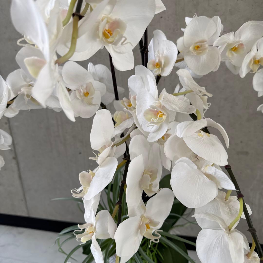 エミリオロバ白胡蝶蘭