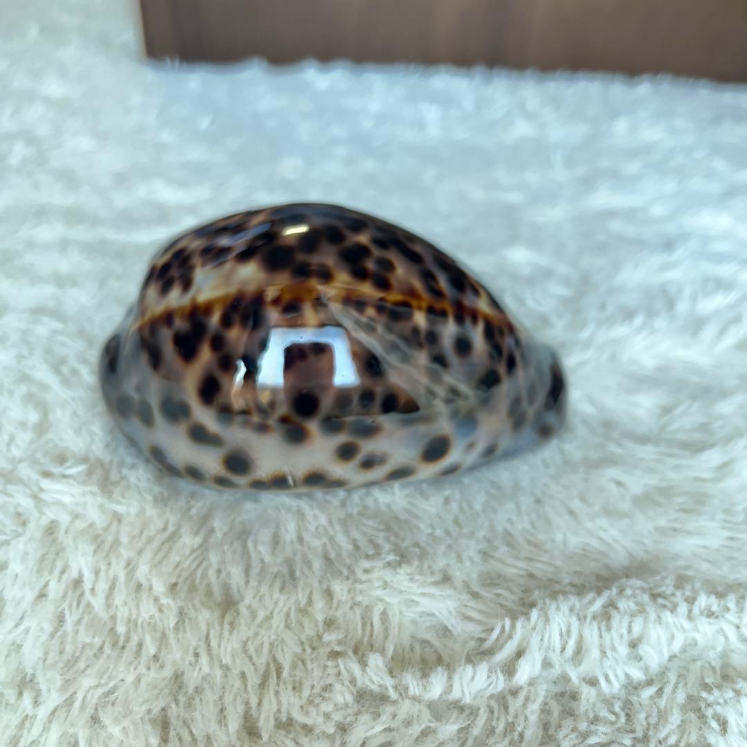 希少！美品！特大沖縄県天然星宝貝（ホシダカラ） - メルカリ