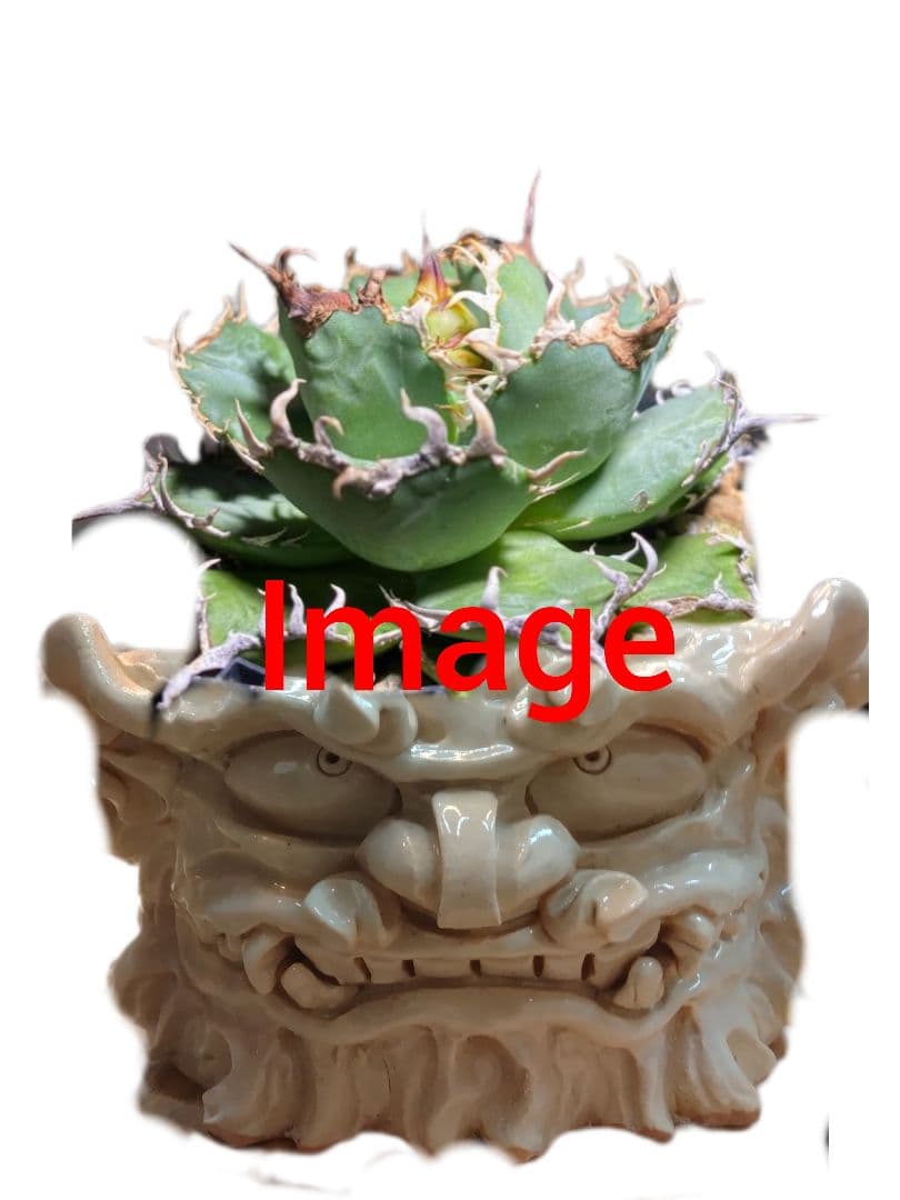 鉢　陶器　Japan　history　Art　伝統　植物　アガベ　パキプス　盆栽