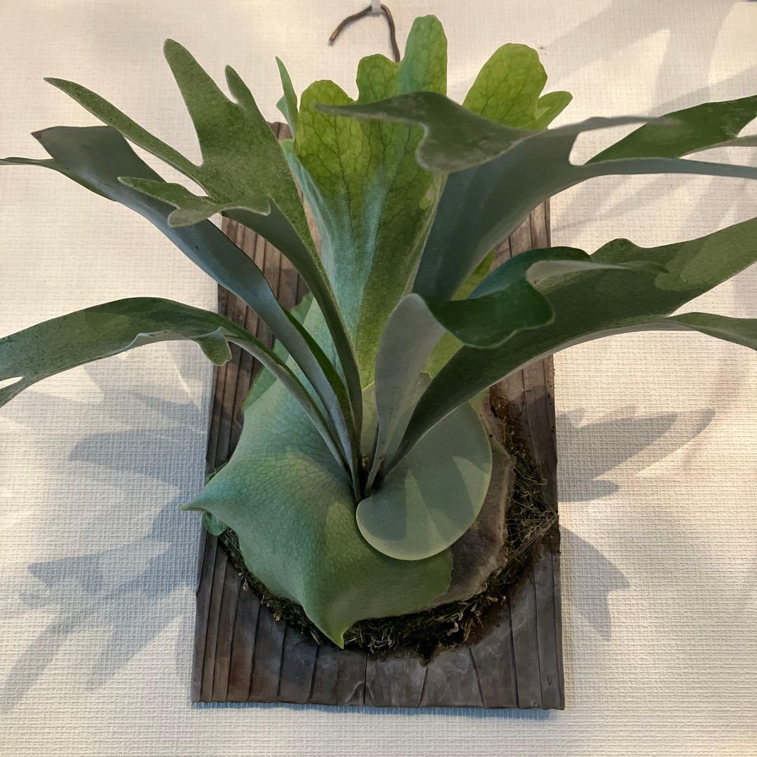 ビカクシダ ペガサス（P.Pegasus） - メルカリ