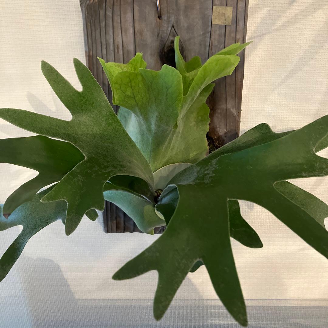 ビカクシダ ペガサス（P.Pegasus） - メルカリ