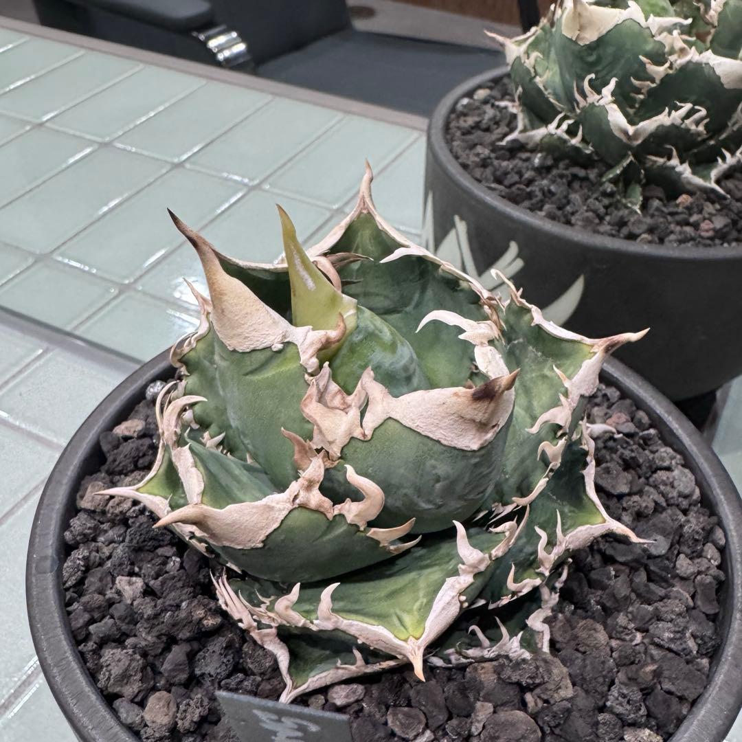 大白鯊 lize血統 子株 ① アガベ ホホジロザメ 検）cj special