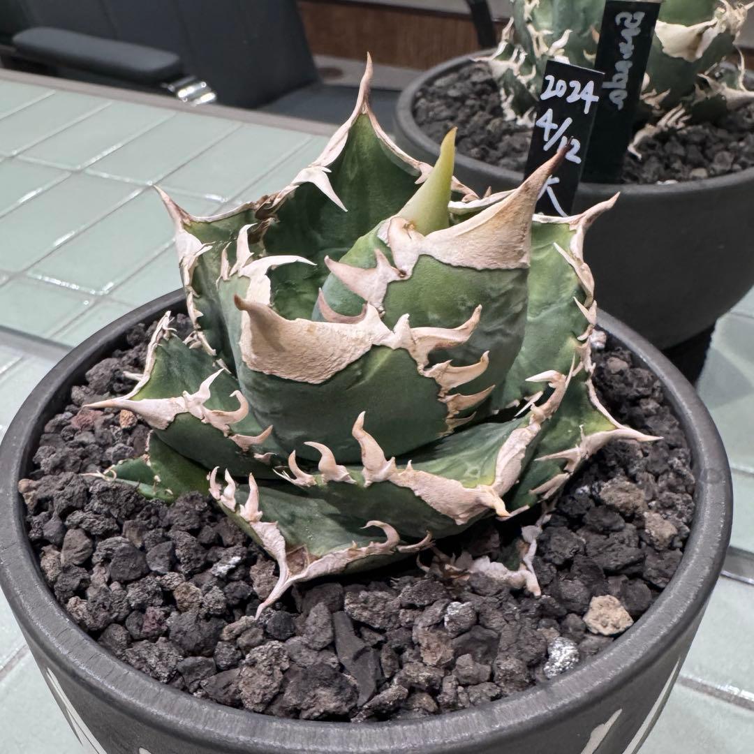 大白鯊 lize血統 子株 ① アガベ ホホジロザメ 検）cj special