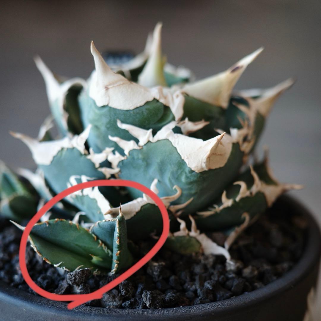 大白鯊 lize血統 子株 ① アガベ ホホジロザメ 検）cj special