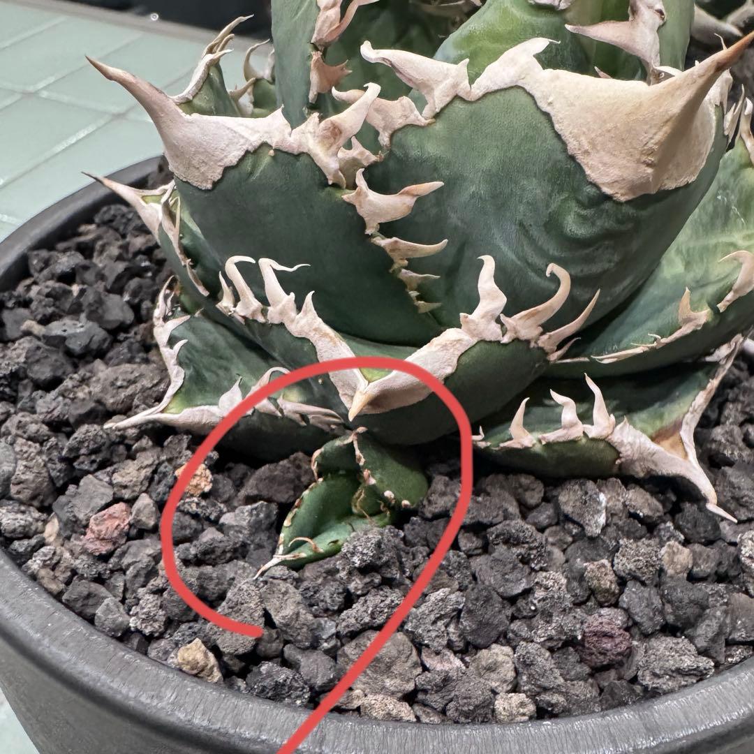 大白鯊 lize血統 子株 ① アガベ ホホジロザメ 検）cj special