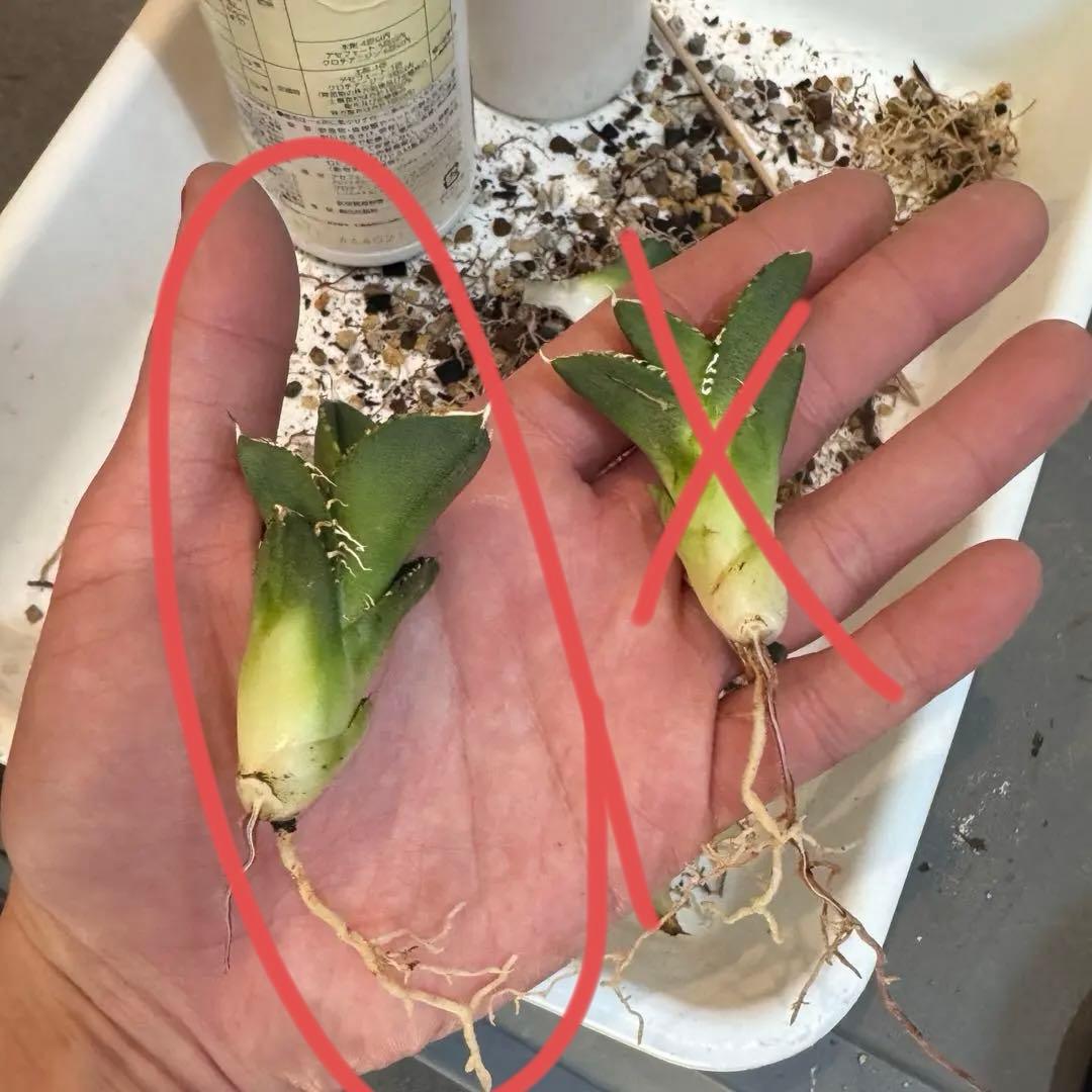 大白鯊 lize血統 子株 ① アガベ ホホジロザメ 検）cj special