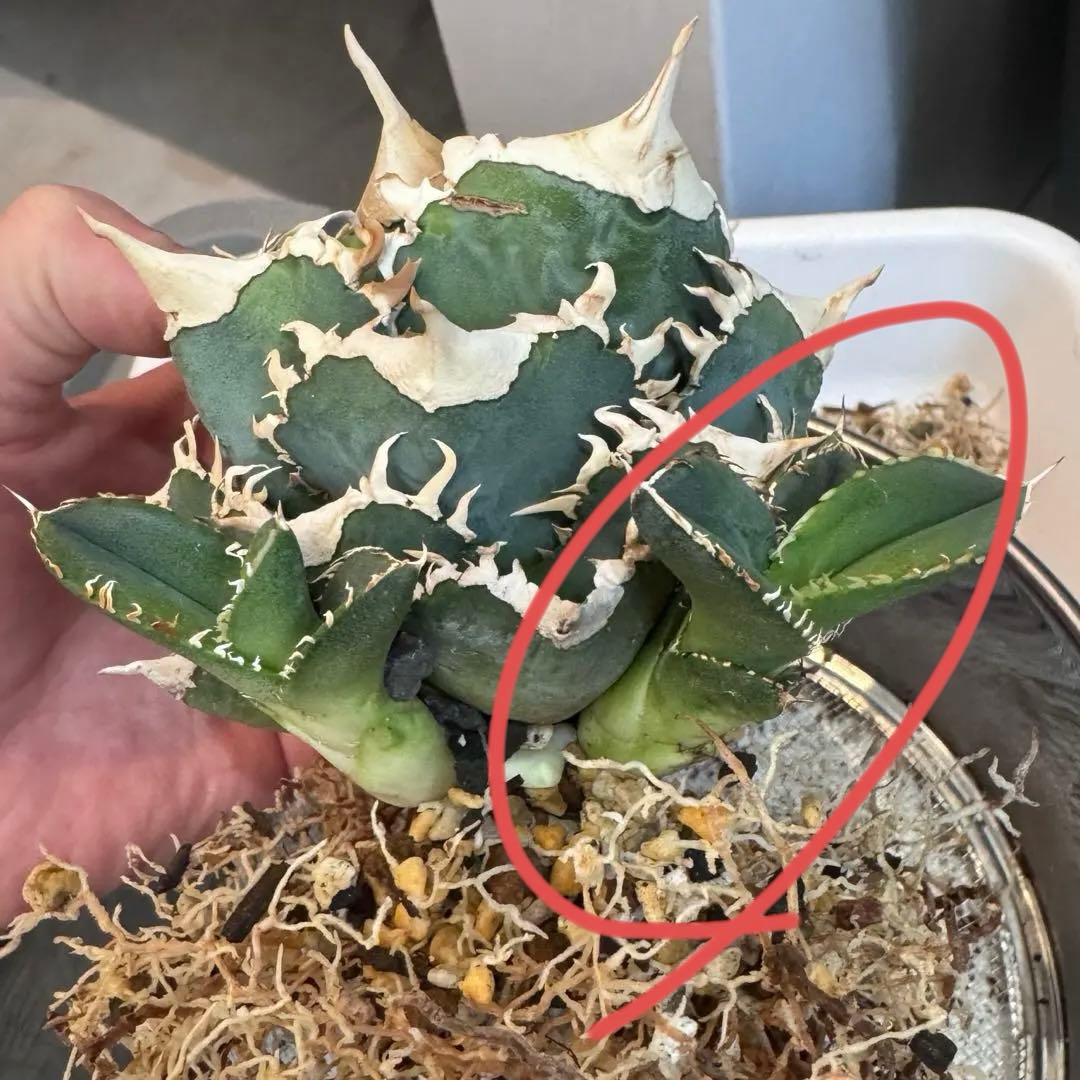 大白鯊 lize血統 子株 ① アガベ ホホジロザメ 検）cj special