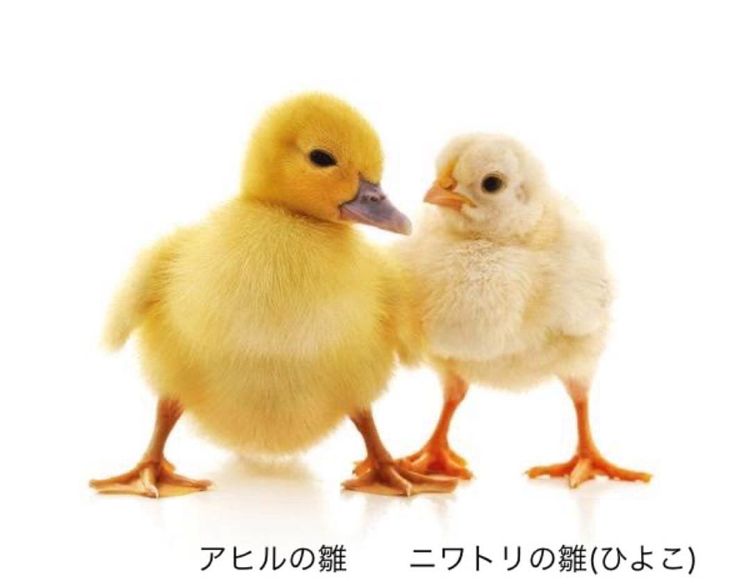 ロシア雑貨☆イースターエッグ　オーナメント 『アヒルの雛』マトリョーシカ