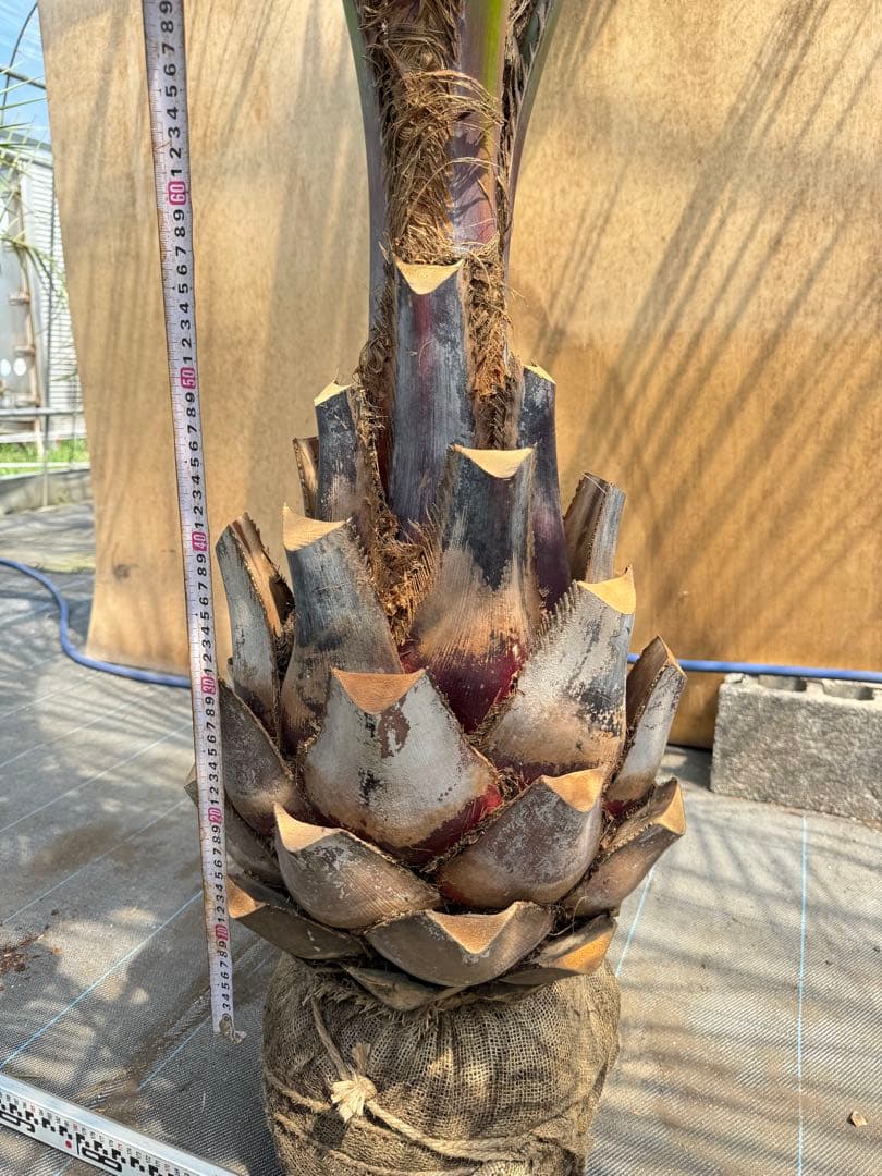 ココスヤシシルバーリーフ【極太】葉先230cm幹回り110cm 幹高50cm