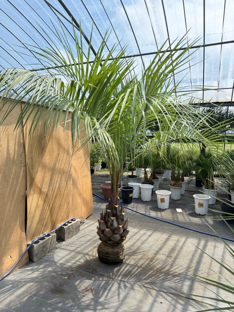 ココスヤシシルバーリーフ【極太】葉先230cm幹回り110cm 幹高50cm