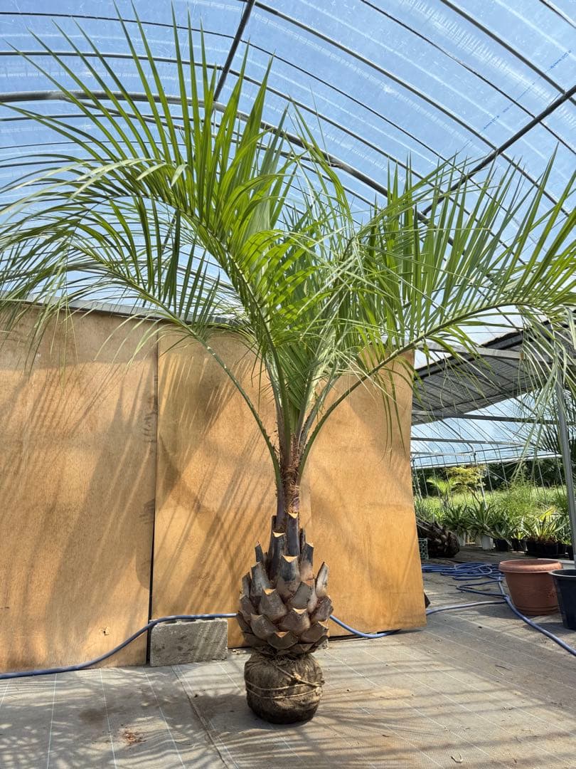 ココスヤシシルバーリーフ【極太】葉先230cm幹回り110cm 幹高50cm