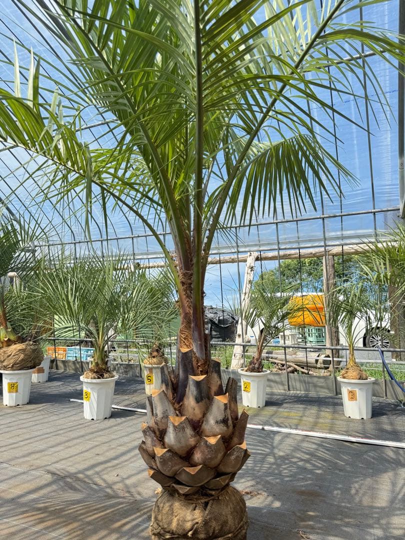 ココスヤシシルバーリーフ【極太】葉先230cm幹回り110cm 幹高50cm