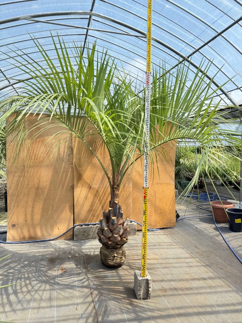 ココスヤシシルバーリーフ【極太】葉先230cm幹回り110cm 幹高50cm