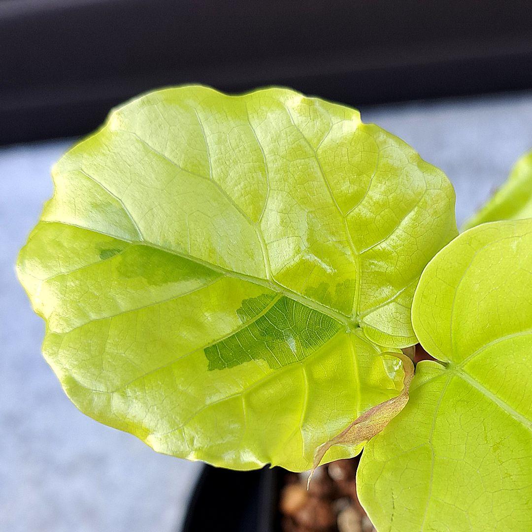 流通皆無‼️✩.*˚ウンベラータ 斑入り ✩.*˚ 2