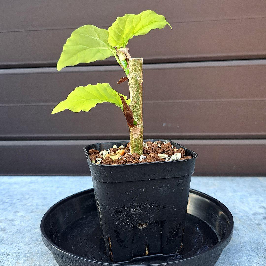 流通皆無‼️✩.*˚ウンベラータ 斑入り ✩.*˚ 2