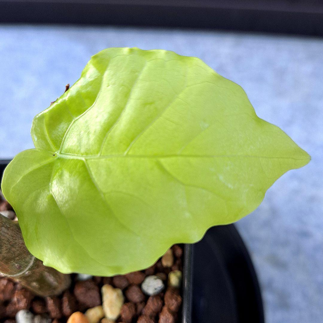 流通皆無‼️✩.*˚ウンベラータ 斑入り ✩.*˚ 2