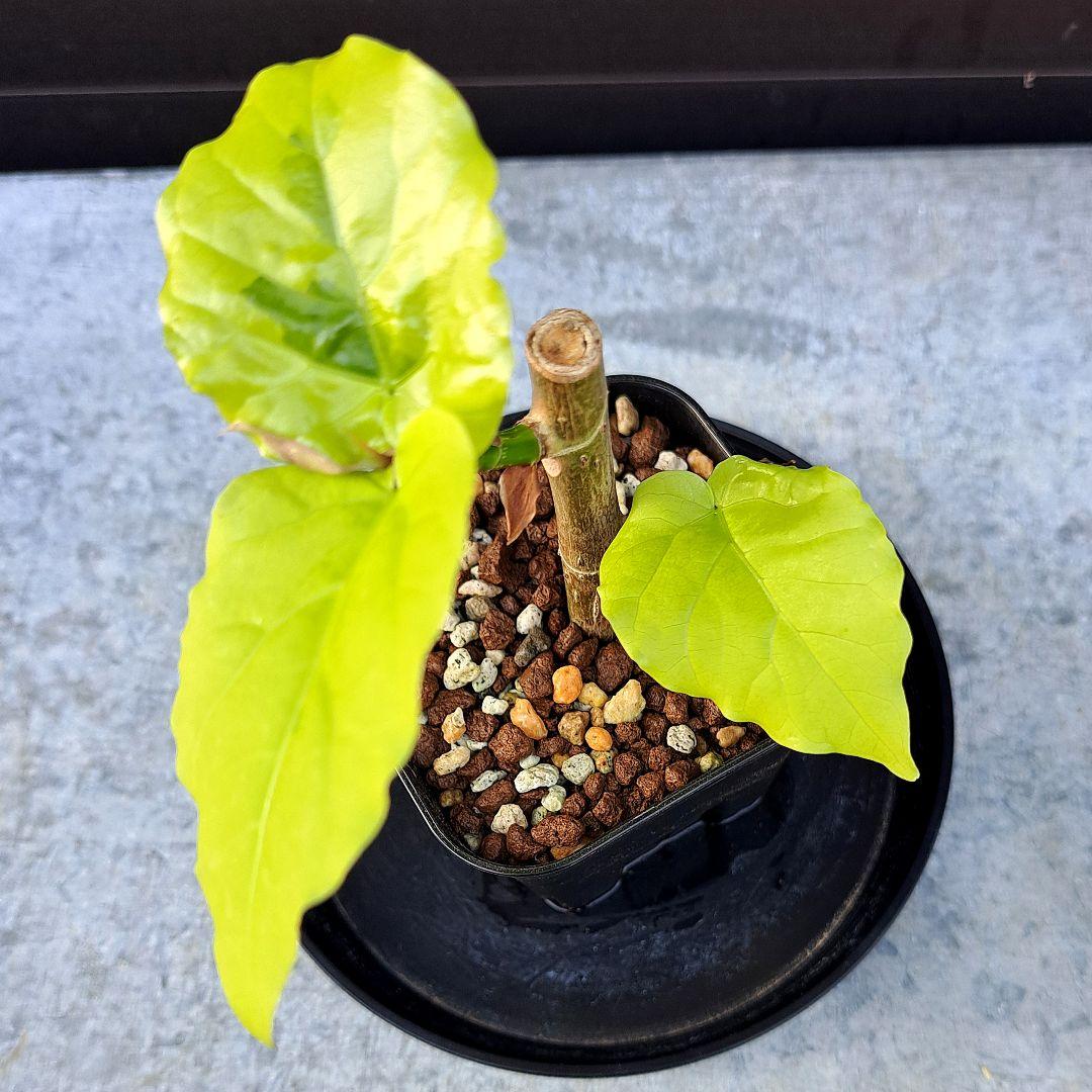 流通皆無‼️✩.*˚ウンベラータ 斑入り ✩.*˚ 2