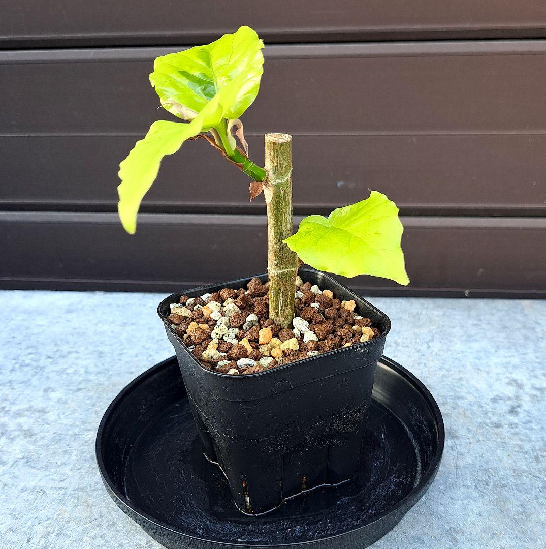 流通皆無‼️✩.*˚ウンベラータ 斑入り ✩.*˚ 2