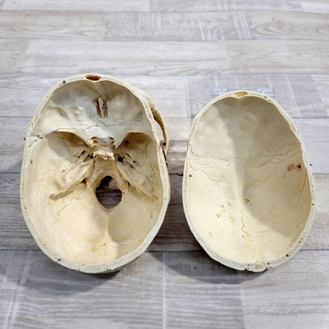 頭蓋骨 頭骨 骨格標本 人体模型 医療 医学 人類学 民俗学 アンティーク