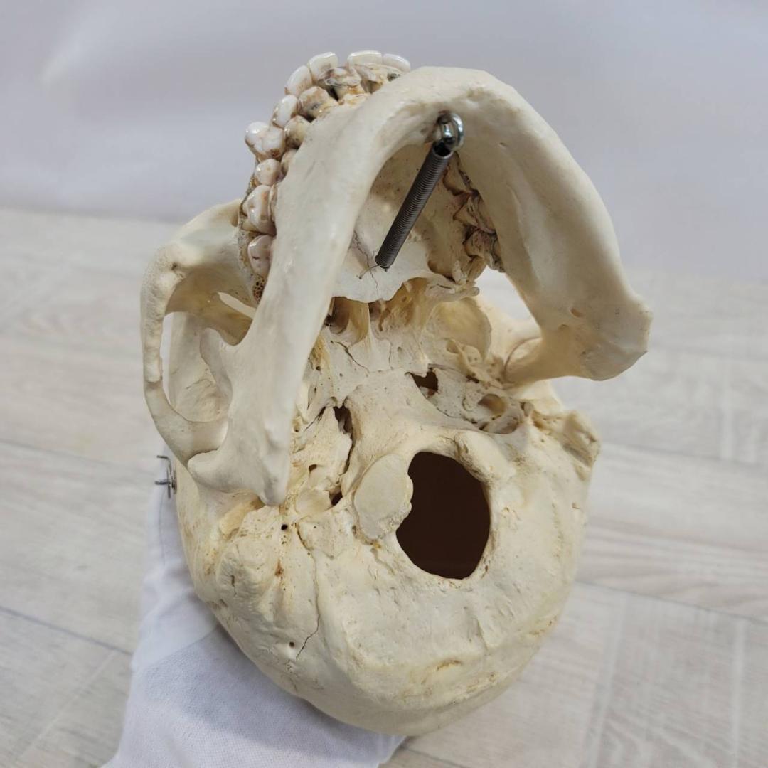 頭蓋骨 頭骨 骨格標本 人体模型 医療 医学 人類学 民俗学 アンティーク