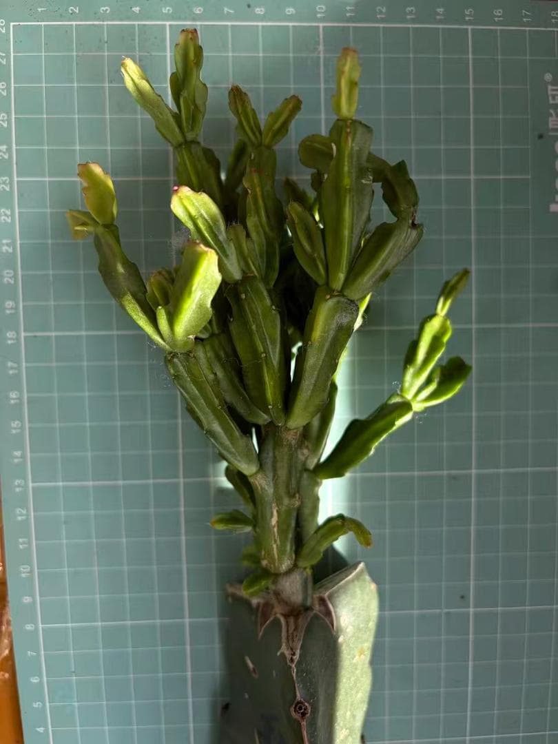 【rikisan】花サボテン（レッド+むらさき）　接木　抜け苗　1426