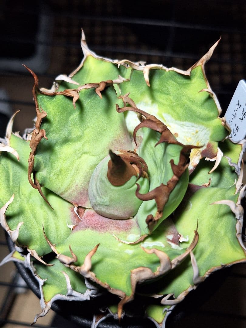 アガベ チタノタ スーパー シーザー