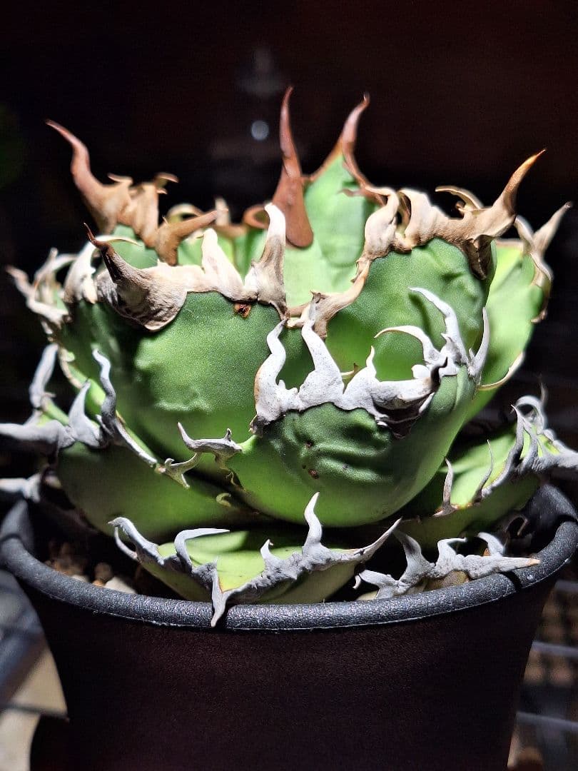 アガベ チタノタ スーパー シーザー