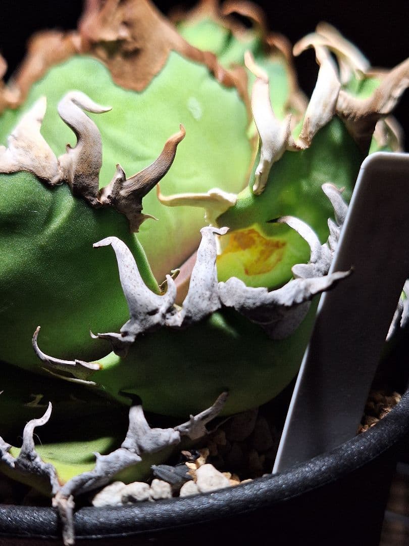 アガベ チタノタ スーパー シーザー