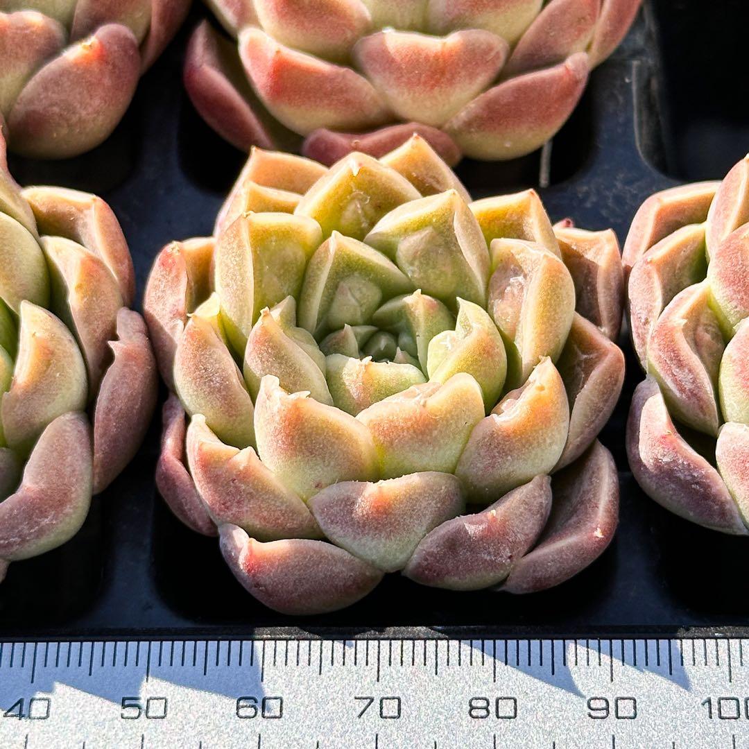 大人気 多肉植物 エケベリア ドクターストレンジ 超美苗 レア種 - メルカリ