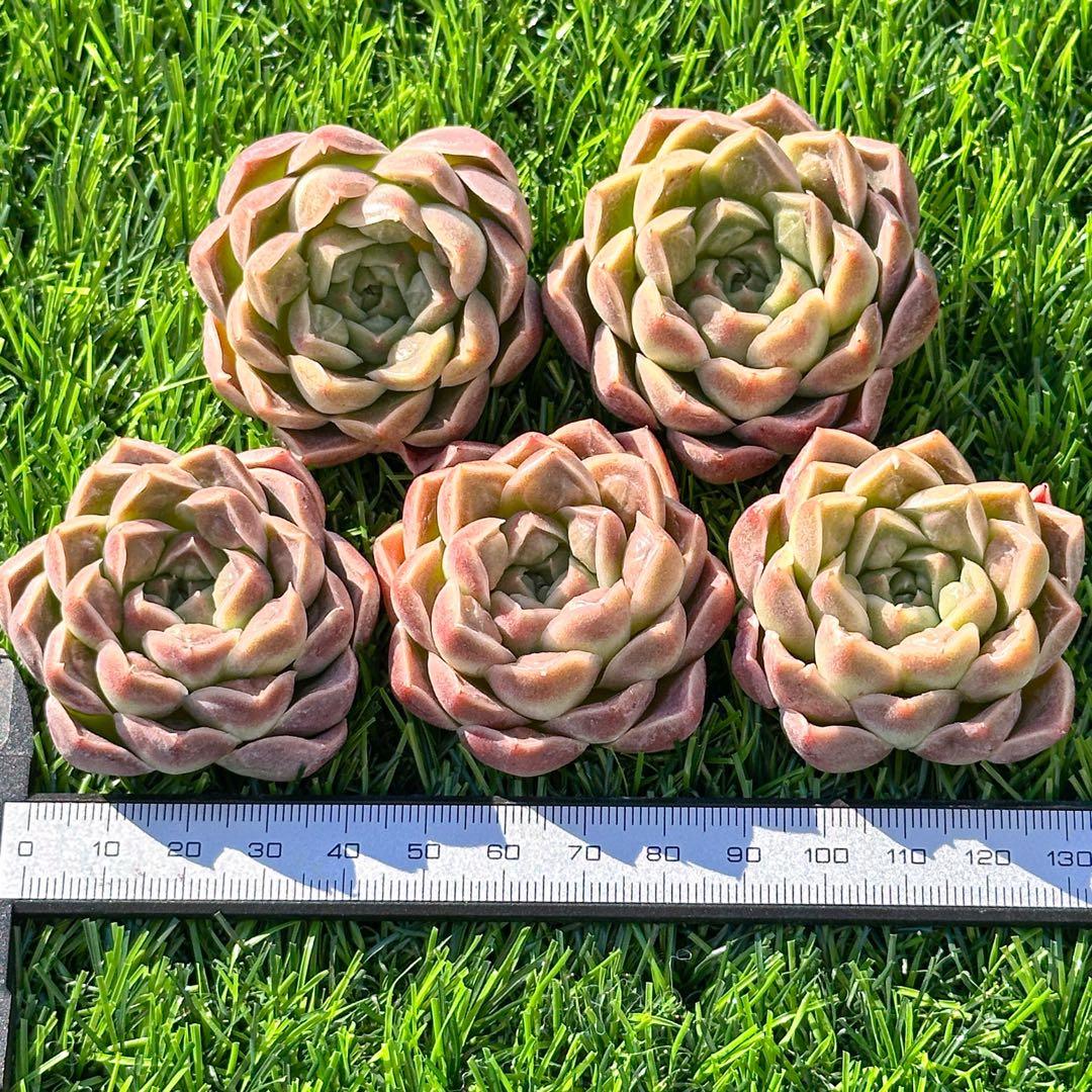 大人気 多肉植物 エケベリア ドクターストレンジ 超美苗 レア種 - メルカリ