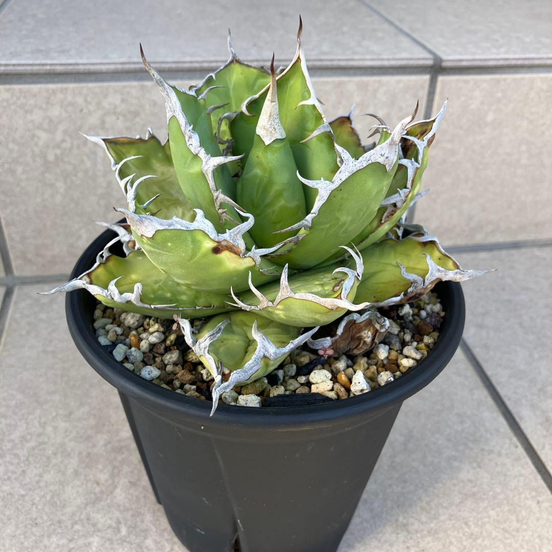 AG20 厳選株 アガベ オテロイ オアハカ 現地株 チタノタ アガベ