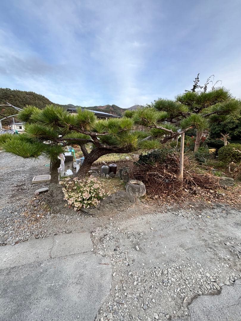 松　植木　庭木