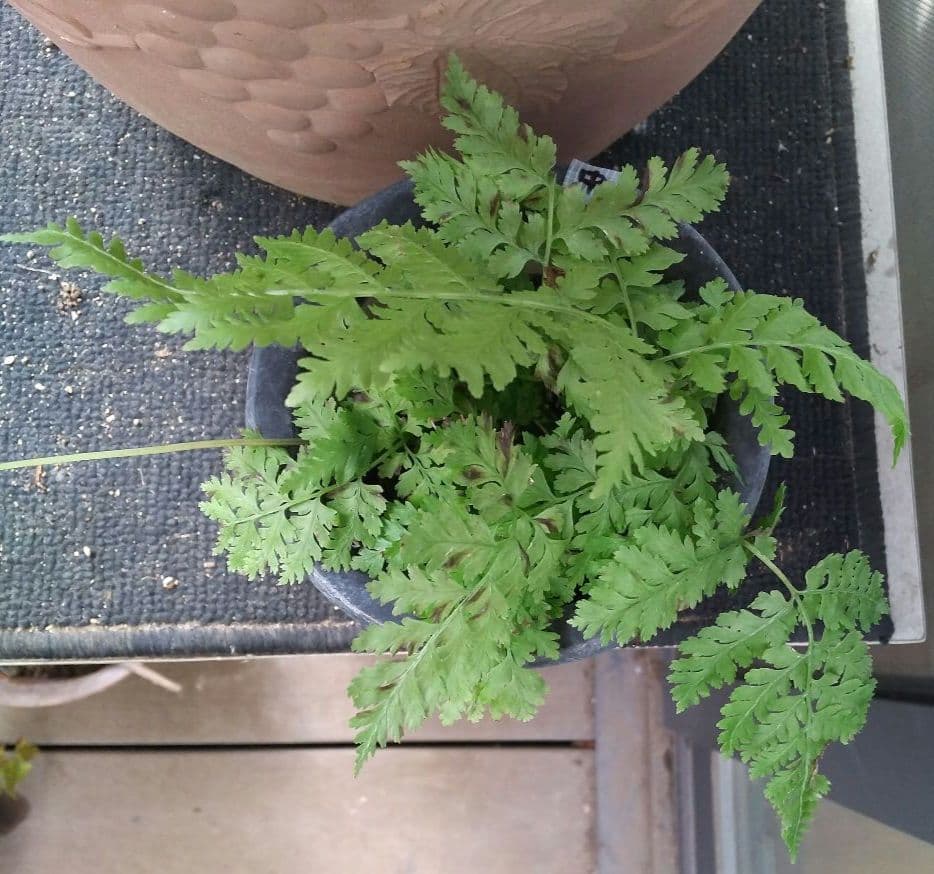 ワケアリ 中⑬ 品種不明シダ