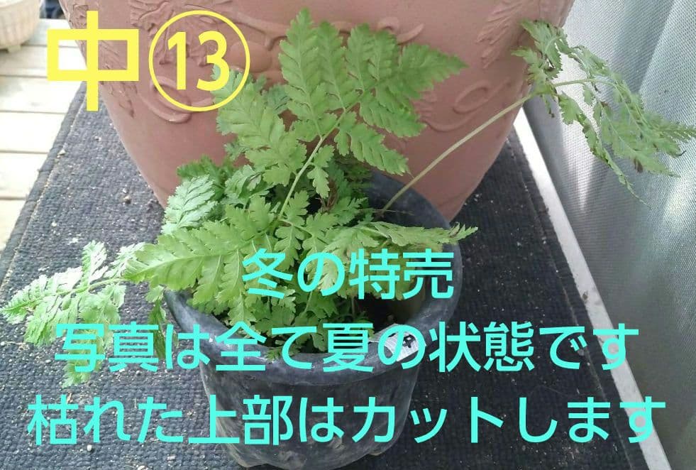 ワケアリ 中⑬ 品種不明シダ