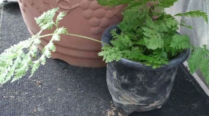 ワケアリ 中⑬ 品種不明シダ