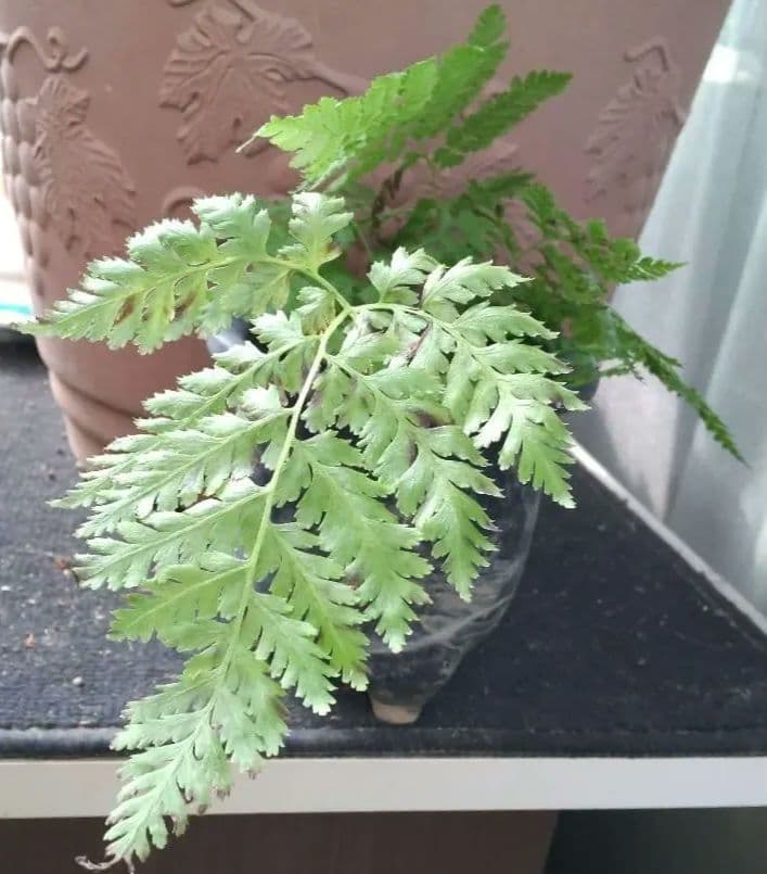 ワケアリ 中⑬ 品種不明シダ