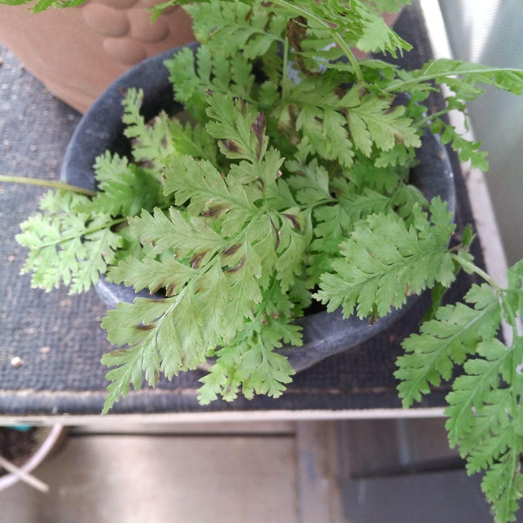 ワケアリ 中⑬ 品種不明シダ