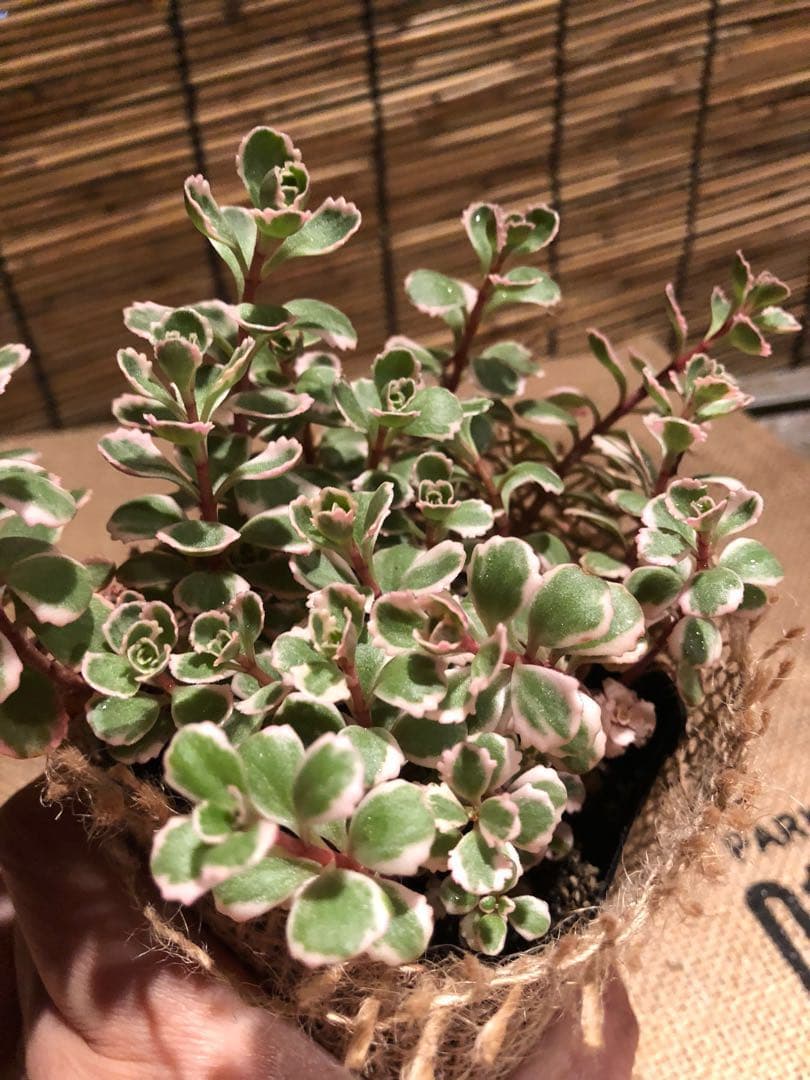 多肉植物 セダム トリカラー  抜き苗♡