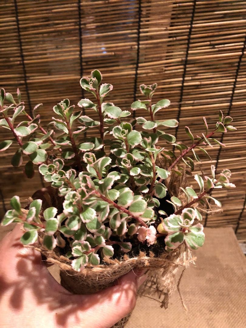 多肉植物 セダム トリカラー  抜き苗♡