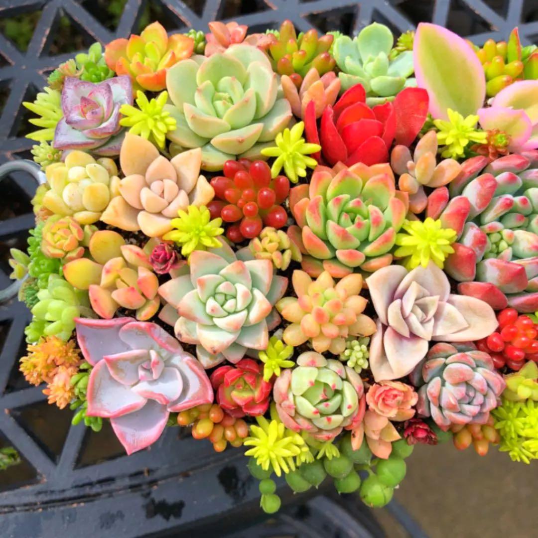 そのまま飾れる多肉植物寄せ植え　特大　管理書付