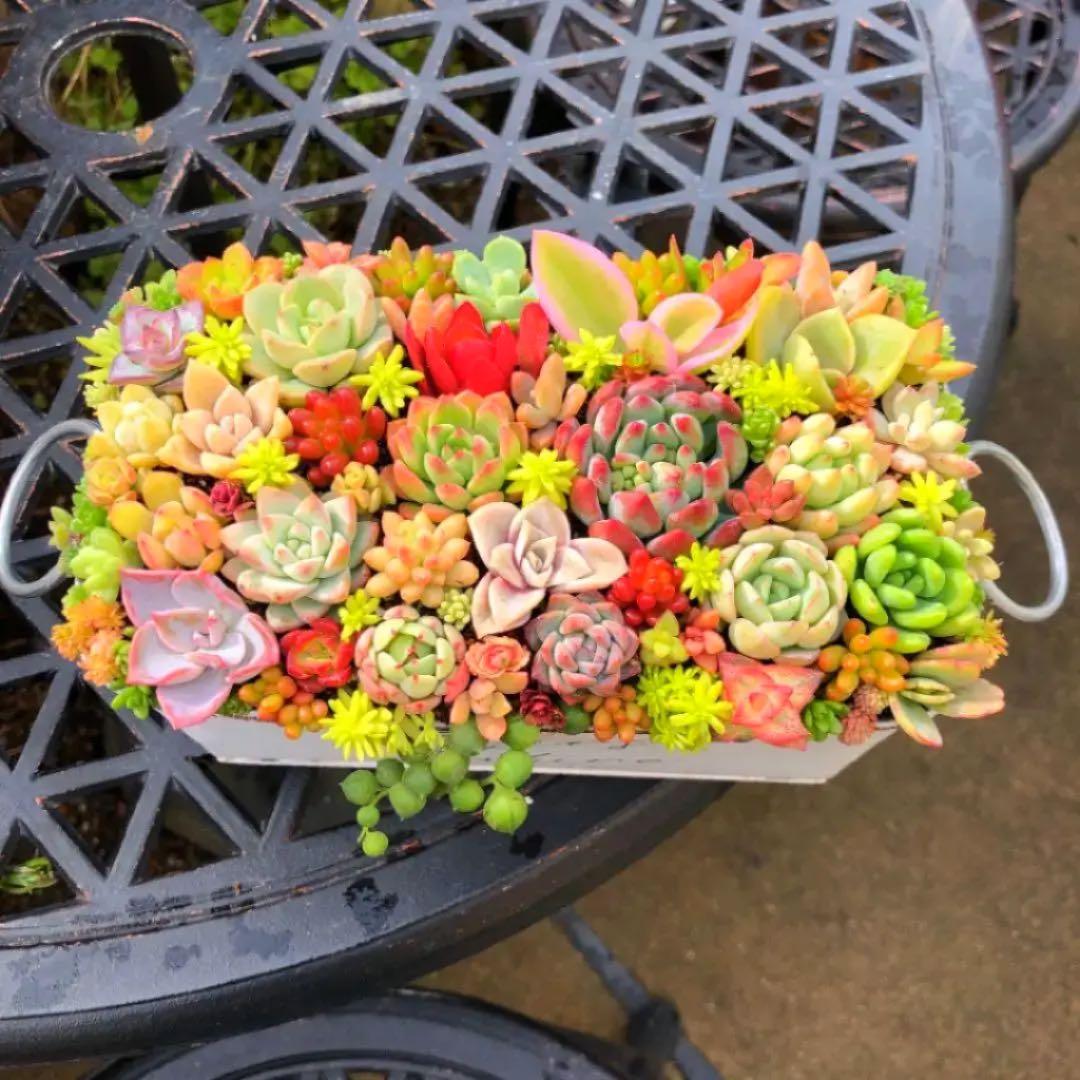 そのまま飾れる多肉植物寄せ植え　特大　管理書付