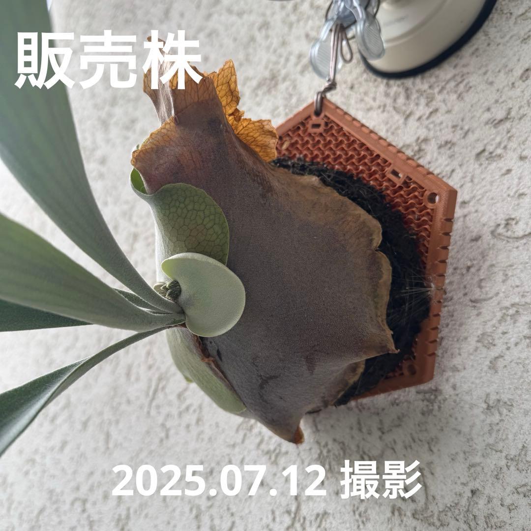 ビカクシダ P.Pegasus（ペガサス）子株 - メルカリ