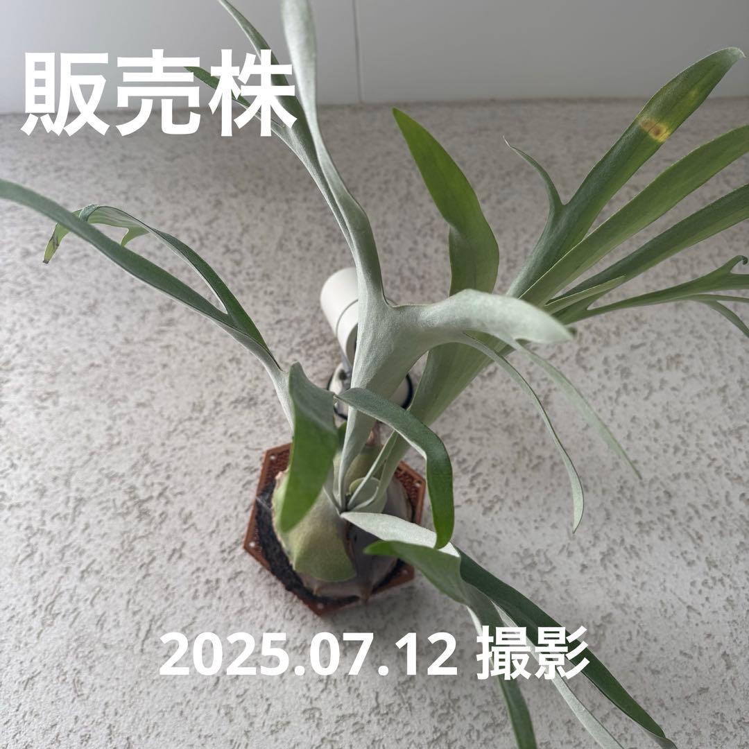 ビカクシダ P.Pegasus（ペガサス）子株 - メルカリ