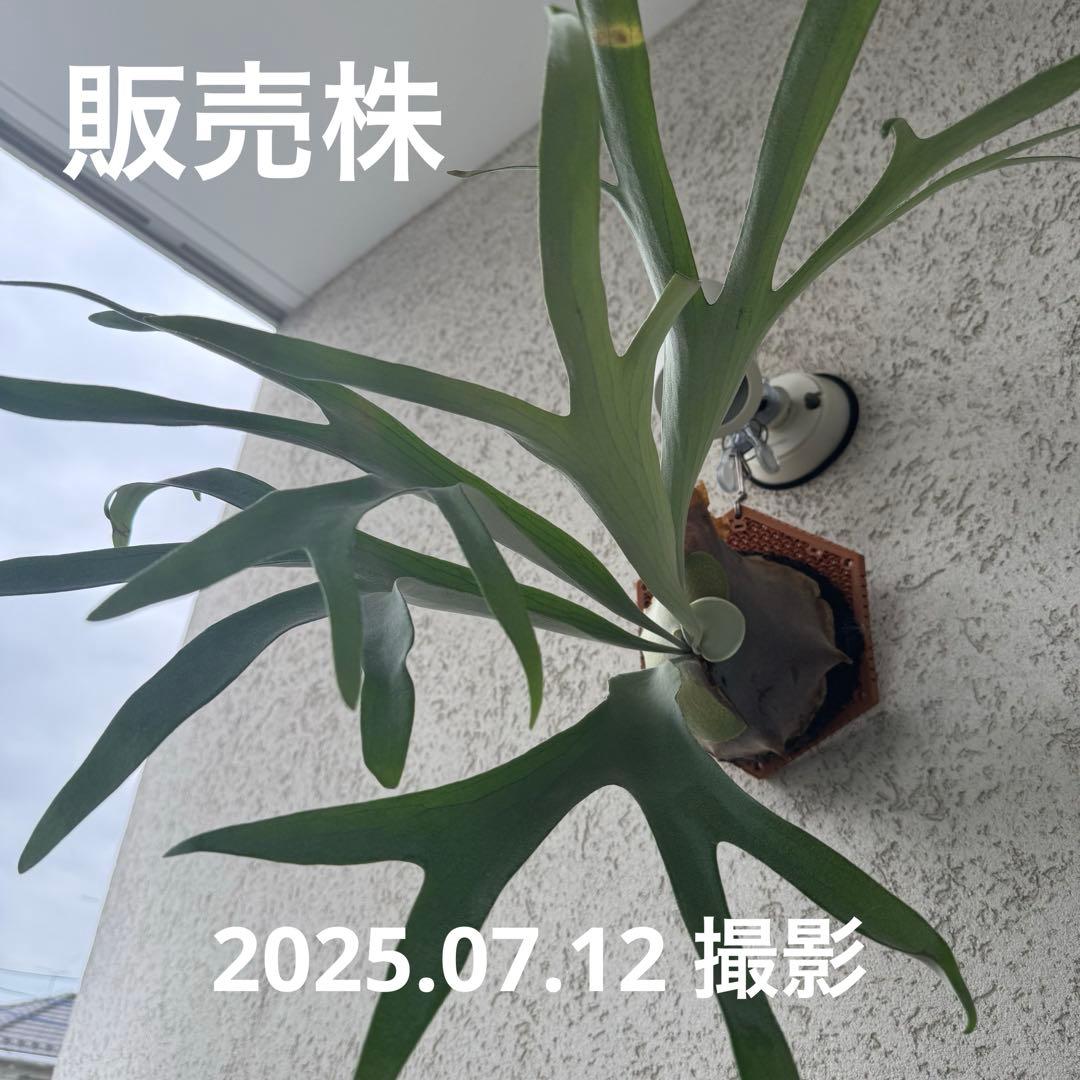 ビカクシダ P.Pegasus（ペガサス）子株 - メルカリ