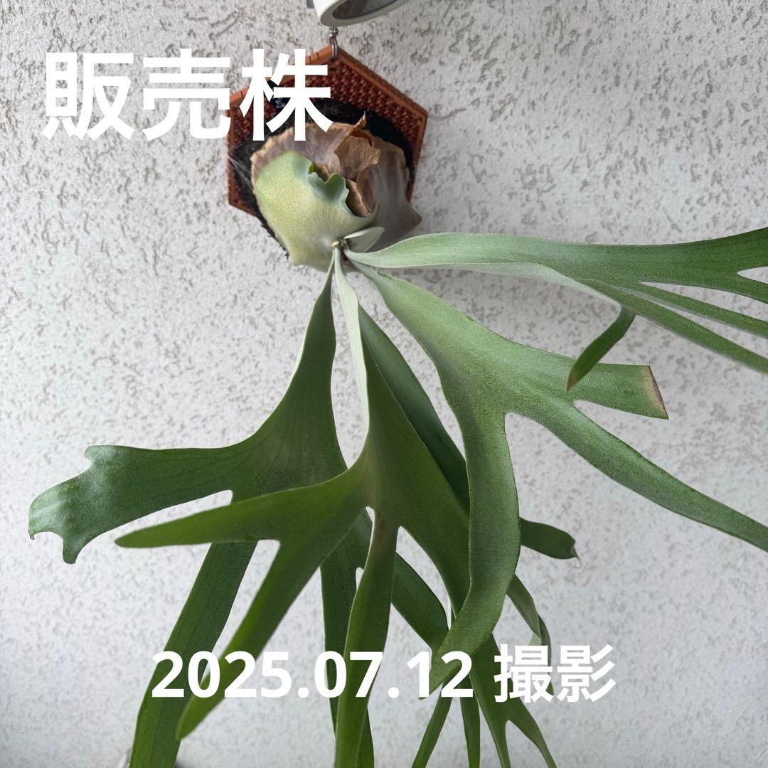 ビカクシダ P.Pegasus（ペガサス）子株 - メルカリ